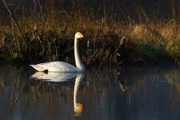 White northern swans in a forest lake