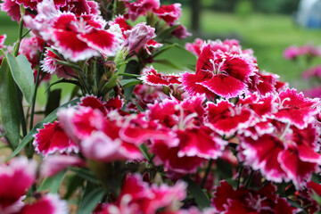Closeup of magenta carnations