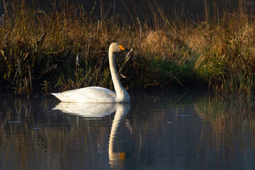 White northern swans in a forest lake