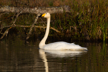 White northern swans in a forest lake
