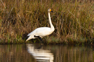 White northern swans in a forest lake