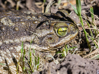 Toad in the backyard
