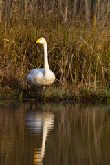 White northern swans in a forest lake