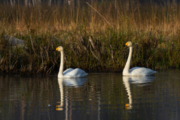 White northern swans in a forest lake