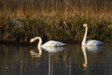 White northern swans in a forest lake