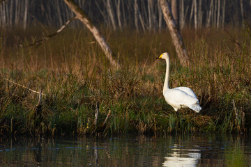 Obraz premium White northern swans in a forest lake