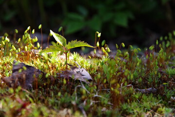 地面には生えた美しい緑の苔のクローズアップ。