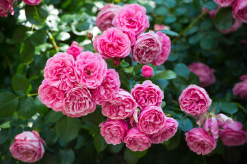 Beautiful bush of  pink roses in a spring garden. Rose garden. Tea and hybrid roses