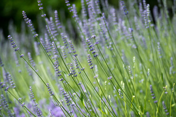 Lavender Field. Aromatherapy. Nature Cosmetics.