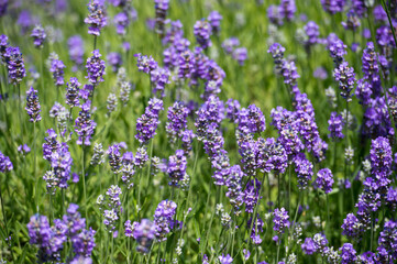 Lavender Field. Aromatherapy. Nature Cosmetics.
