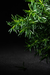 Fresh green rosemary (Rosmarinus officinalis) herb twig.  Isolated black background and a copy space for text 