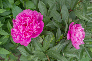 Two beautiful garden blooming fluffy pink peonies of the Amabilis variety with densely growing petals growing against a background of juicy dark green almond-shaped leaves, top view.