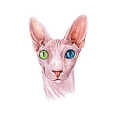 Watercolor illustration of a funny cat. Hand made character. Popular cat breeds. Sphynx