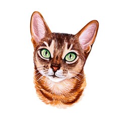 Watercolor illustration of a funny cat. Hand made character. Popular cat breeds.