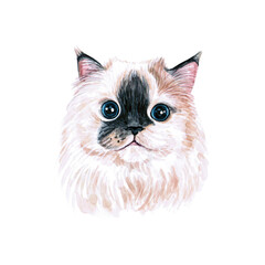 Watercolor illustration of a funny cat. Hand made character. Popular cat breeds.