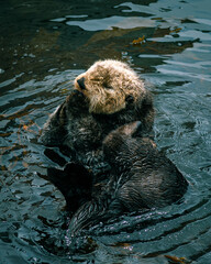Adorable California Pacific Sea Otter grooming and swimming in the kelp in Monterey, CA