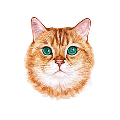 Watercolor illustration of a funny cat. Hand made character. Popular cat breeds.
