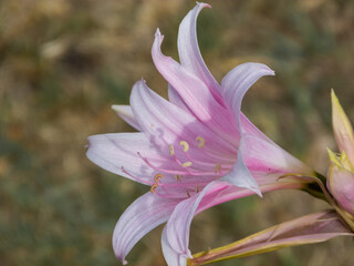 Group of pink lilies