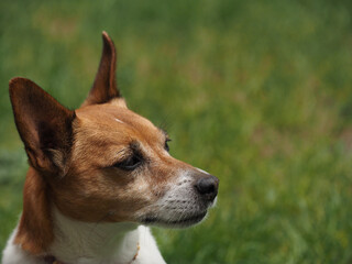 Portrait of a Jack Russell Terrier