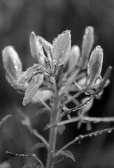 Dew on a chleome flower in black and white