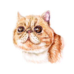 Watercolor illustration of a funny cat. Hand made character. Popular cat breeds.