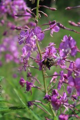 Obraz premium bee on a flower