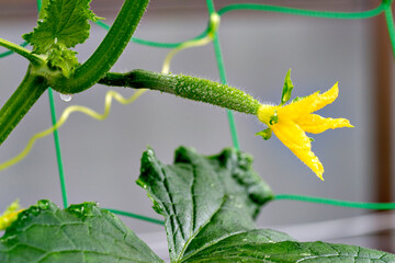 Green and young cucumber fruit with the flower on plant in Japan