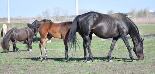 Horses on the farm