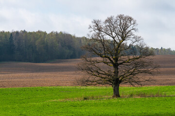  Cultivated land in early spring