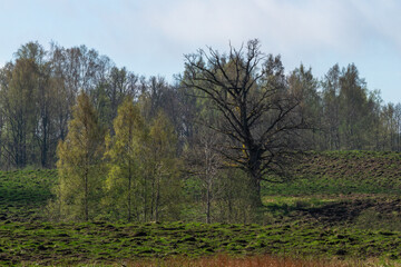 Fototapeta premium trees in forest and swamp