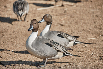 canada goose on the beach