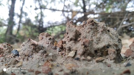 old tree trunk