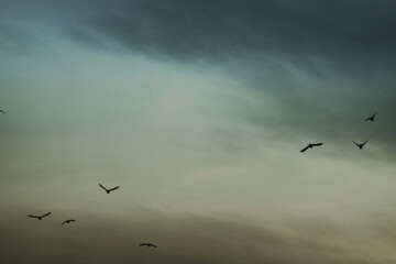 flock of birds