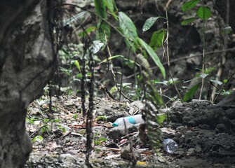plastic water bottle  garbage in the forest 