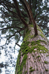 View from below of green moss growing on the bark of a giant cedar tree in a mountain forest.