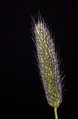 Macro view of grass with black background.