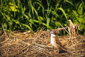 Portrait of a small beautiful bird sitting on a hay on a background of green grass