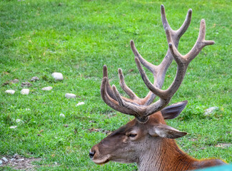 Portrait of adult red deer with big horns on on a green background.