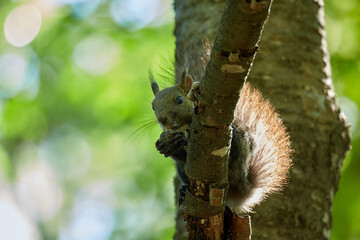 Ezo Squirrel wearing summer hair (photographed in June), Obihiro Green Park, Hokkaido, Japan