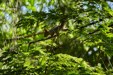 Ezo Squirrel wearing summer hair (photographed in June), Obihiro Green Park, Hokkaido, Japan