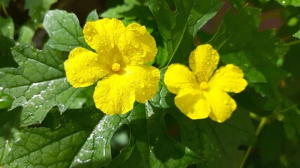 yellow flowers