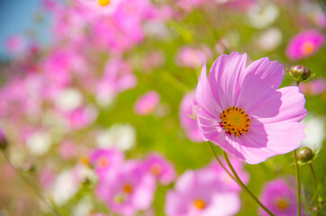 Obraz premium A close-up of chrysanthemums in the garden