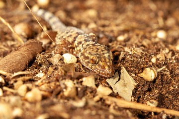 Mediterranean gecko on the ground