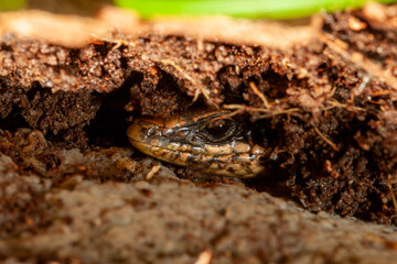 young skink in soil