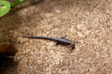 skink on the ground