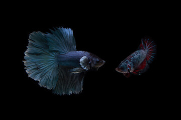  Male and Female Siamese fighting fish/  Beta Fish with Black Background