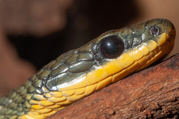 portrait of a snake