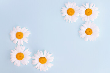 Obraz premium Flatley wildflower daisy, petals. View from above. Copy space