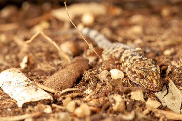 Mediterranean gecko on the ground