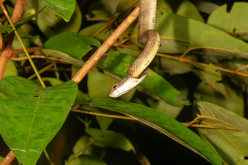 green snake in the tree waiting to strike